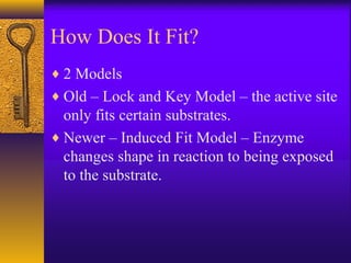 How Does It Fit?
♦ 2 Models
♦ Old – Lock and Key Model – the active site
only fits certain substrates.
♦ Newer – Induced Fit Model – Enzyme
changes shape in reaction to being exposed
to the substrate.
 