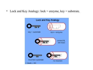 • Lock and Key Analogy: lock = enzyme, key = substrate.
 