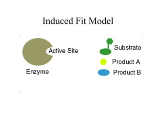 Induced Fit Model
 