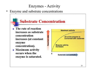 Enzymes - Activity
• Enzyme and substrate concentrations
 