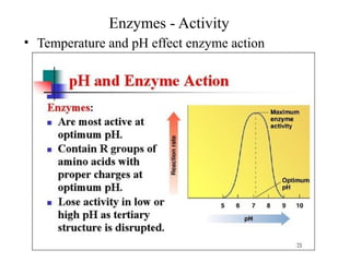 Enzymes - Activity
• Temperature and pH effect enzyme action
 