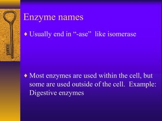 Enzyme names
♦ Usually end in “-ase” like isomerase
♦ Most enzymes are used within the cell, but
some are used outside of the cell. Example:
Digestive enzymes
 