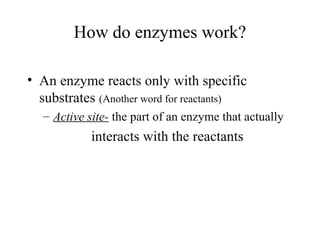 How do enzymes work?
• An enzyme reacts only with specific
substrates (Another word for reactants)
– Active site- the part of an enzyme that actually
interacts with the reactants
 