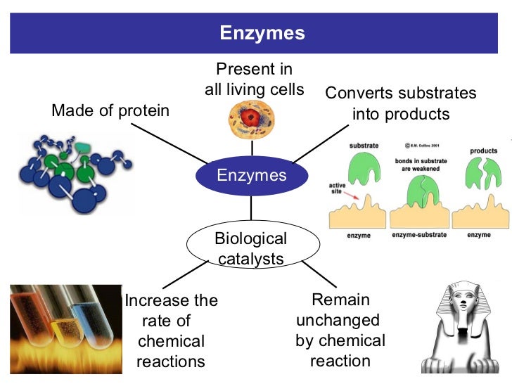 Enzymes