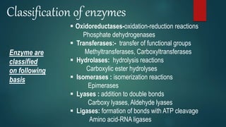 Classification of enzymes
Enzyme are
classified
on following
basis
 Oxidoreductases-oxidation-reduction reactions
Phosphate dehydrogenases
 Transferases:- transfer of functional groups
Methyltransferases, Carboxyltransferases
 Hydrolases: hydrolysis reactions
Carboxylic ester hydrolyses
 Isomerases : isomerization reactions
Epimerases
 Lyases : addition to double bonds
Carboxy lyases, Aldehyde lyases
 Ligases: formation of bonds with ATP cleavage
Amino acid-RNA ligases
 