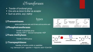 2)Transferases
 One acts as donor & other as acceptor
 Such as amino, acyl, methyl
typesTransaminases
amino acid become keto acid & keto acid as amino acid
Phosphotransferases
Transfer of phosphate group
Glucose +ATP--> Glucose 6-phosphate +ADP
Trans methylases
Transfer of methyl group
 Transpeptidases
transfer of amino acids or peptides
e.g: benzoyl-CoA + glycine--> hippuric acid +CoA-SH
 Transfer of functional group
 