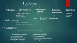 Hydrolyses
Proteinases Carbohydrase's Lipid hydrolyzing
enzyme
Deaminases Deamidases
 Endopeptidases
 Exopeptidases
Catalyze the hydrolysis of
glyosidic bond
amylase starch
Affect the hydrolysis at
particular amino acid residue
Lipase Cholesterol
esterase
phospholipases
Adenase & guanase
Catalyze the
hydrolysis of
amides
aminopolypeptidases carboxypolypeptides
 Occur in intestinal juice
 Attack the protein molecule
containing free amino group
 In pancreatic juice
 Attack the polypeptide having free
carboxlic group
 