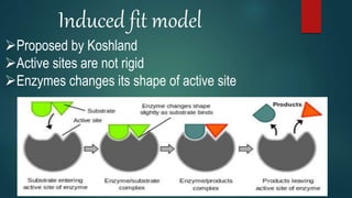 Induced fit model
Proposed by Koshland
Active sites are not rigid
Enzymes changes its shape of active site
 