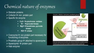 Chemical nature of enzymes
Globular proteins
Cofactor non protein part
Specific for enzyme
 Cu2+ cytochrome oxidase
 K+ pyruvate kinase
 Mg2+hexokinase, pyruvate
kinase
 Ni2+ urease
Coenzyme non protein part necessary for
functioning of enzymes
Prosthetic group attached to apoenzyme
Apoenzyme  protein part
Halo enzyme
 