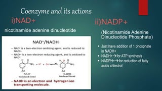 Coenzyme and its actions
i)NAD+ ii)NADP+
 Just have addition of 1 phosphate
in NADH+
 NADH+for ATP synthesis
 NADPH+for reduction of fatty
acids chlestrol
nicotinamide adenine dinucleotide (Nicotinamide Adenine
Dinucleotide Phosphate)
 