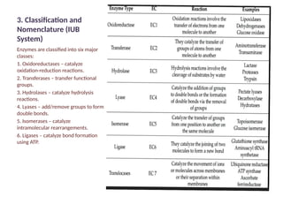 Comprehensive Overview of Enzymes: Structure, Mechanism, and ...