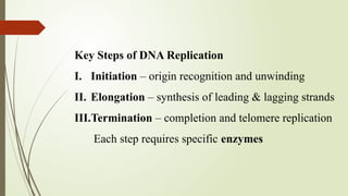 Enzymes in DNA Replication (Eukaryotes).pptx