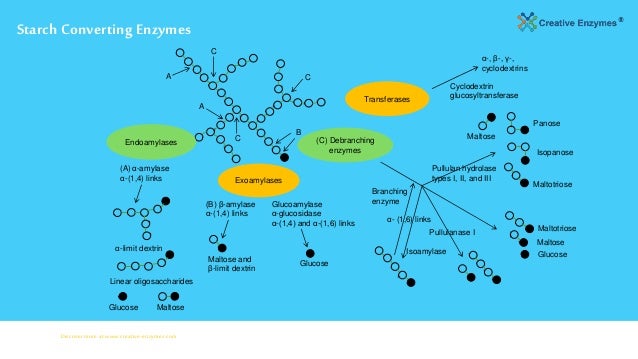 Enzymes in food industry CreatIve Enzymes