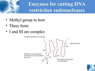 Comprehensive Overview of Restriction Endonucleases and Ligases in Gene ...