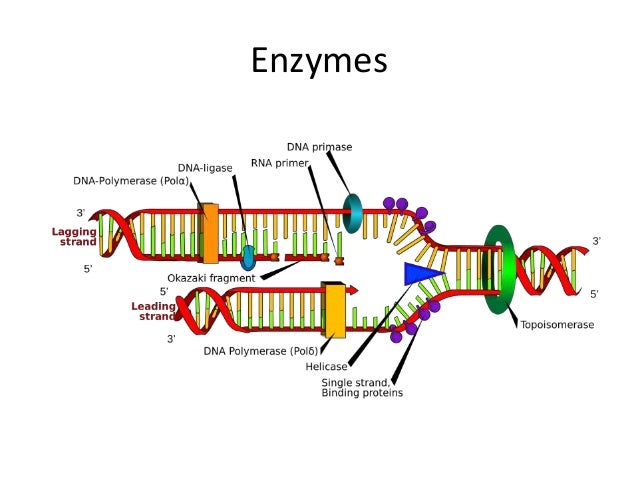 bond for phosphodiester formation dna replication in involved Enzymes