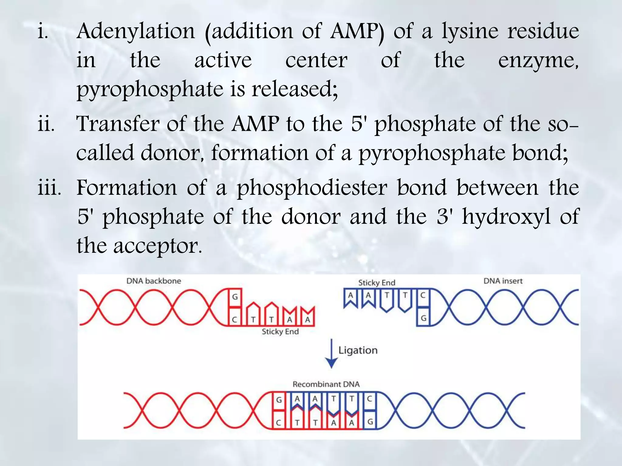 Enzymes involved in dna replication | PPTX