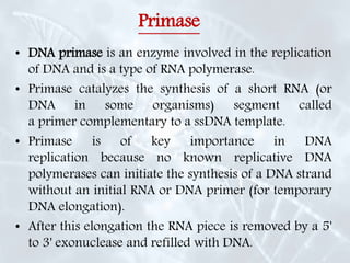Primase
• DNA primase is an enzyme involved in the replication
of DNA and is a type of RNA polymerase.
• Primase catalyzes the synthesis of a short RNA (or
DNA in some organisms) segment called
a primer complementary to a ssDNA template.
• Primase is of key importance in DNA
replication because no known replicative DNA
polymerases can initiate the synthesis of a DNA strand
without an initial RNA or DNA primer (for temporary
DNA elongation).
• After this elongation the RNA piece is removed by a 5'
to 3' exonuclease and refilled with DNA.
 