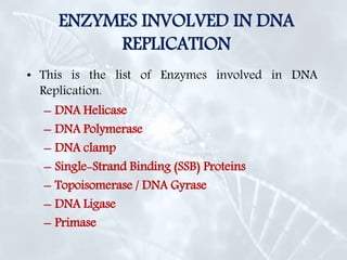 ENZYMES INVOLVED IN DNA
REPLICATION
• This is the list of Enzymes involved in DNA
Replication.
– DNA Helicase
– DNA Polymerase
– DNA clamp
– Single-Strand Binding (SSB) Proteins
– Topoisomerase / DNA Gyrase
– DNA Ligase
– Primase
 