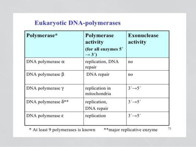 Dna repair enzymes list Dna repair enzymes list