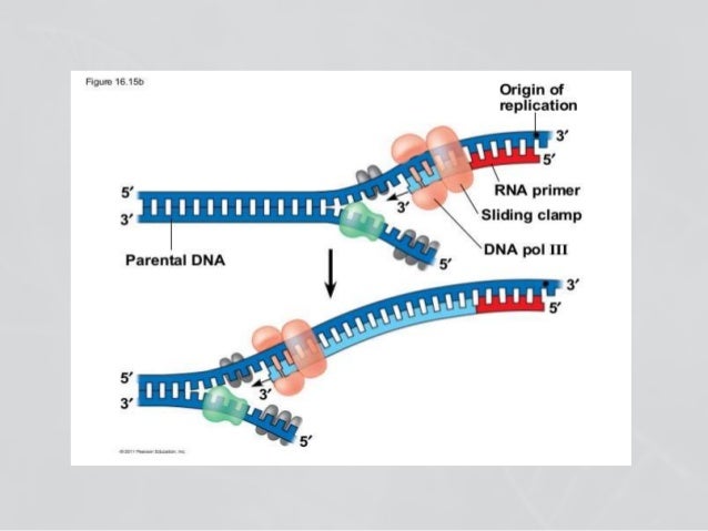 Enzymes involved in dna replication