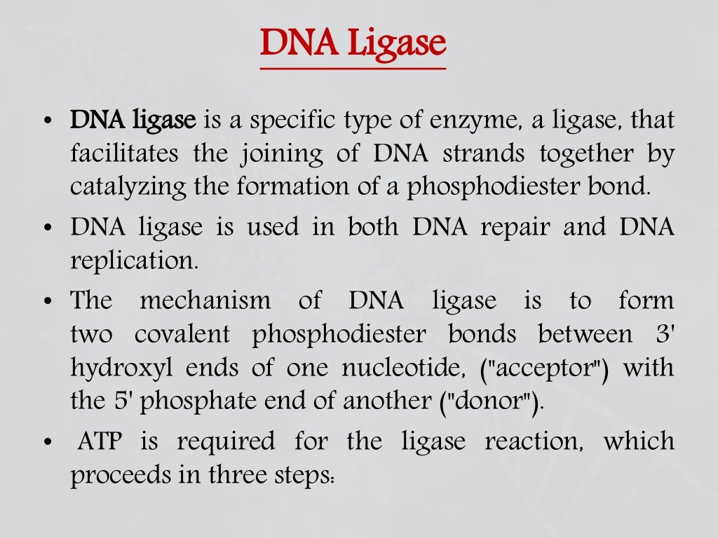 Enzymes involved in dna replication