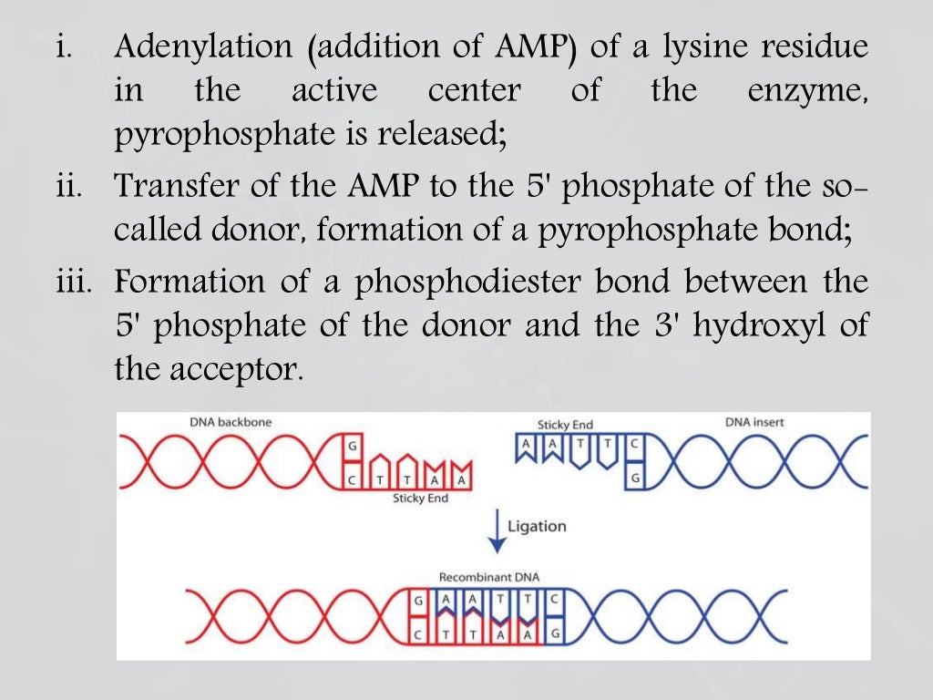 Enzymes involved in dna replication