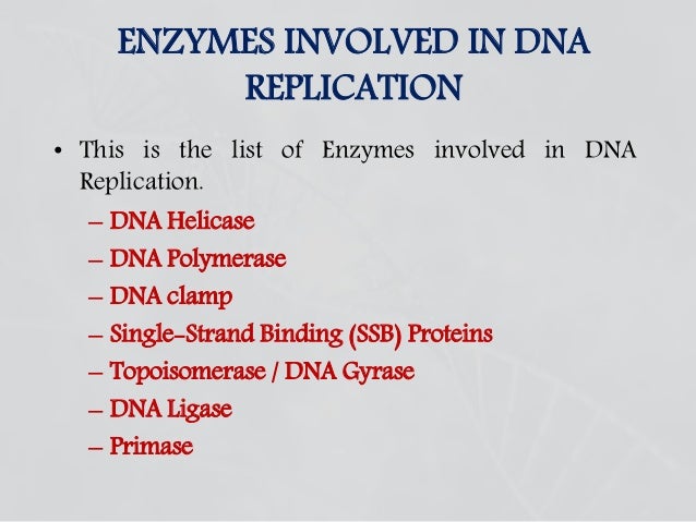 Enzymes involved in dna replication nucleic acid diagram single strand 