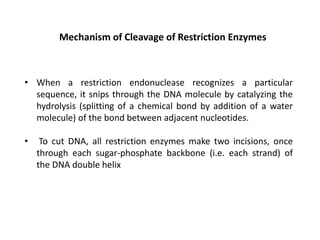 Mechanism of Cleavage of Restriction Enzymes
• When a restriction endonuclease recognizes a particular
sequence, it snips through the DNA molecule by catalyzing the
hydrolysis (splitting of a chemical bond by addition of a water
molecule) of the bond between adjacent nucleotides.
• To cut DNA, all restriction enzymes make two incisions, once
through each sugar-phosphate backbone (i.e. each strand) of
the DNA double helix
 