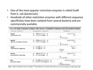 • One of the most popular restriction enzymes is called EcoRI
from E. coli (bacterium).
• Hundreds of other restriction enzymes with different sequence
specificities have been isolated from several bacteria and are
commercially available.
 