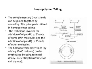 • The complementary DNA strands
can be joined together by
annealing. This principle is utilized
in homopolymer tailing.
• The technique involves the
addition of oligo (dA) to 3’-ends
of some DNA molecules and the
addition of oligo (dT) to 3’-ends
of other molecules.
• The homopolymer extensions (by
adding 10-40 residues) can be
synthesized by using terminal
deoxy- nucleotidyltransferase (of
calf thymus).
Homopolymer Tailing
 