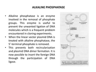 ALKALINE PHOSPHATASE
• Alkaline phosphatase is an enzyme
involved in the removal of phosphate
groups. This enzyme is useful to
prevent the unwanted ligation of DNA
molecules which is a frequent problem
encountered in cloning experiments.
• When the linear vector plasmid DNA is
treated with alkaline phosphatase, the
5’-terminal phosphate is removed.
• This prevents both recircularization
and plasmid DNA dimer formation. It is
now possible to insert the foreign DNA
through the participation of DNA
ligase.
 