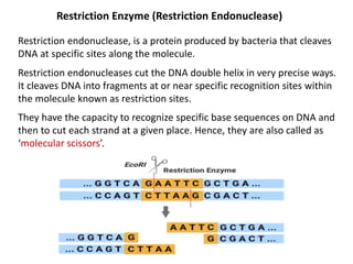 Restriction Enzyme (Restriction Endonuclease)
Restriction endonuclease, is a protein produced by bacteria that cleaves
DNA at specific sites along the molecule.
Restriction endonucleases cut the DNA double helix in very precise ways.
It cleaves DNA into fragments at or near specific recognition sites within
the molecule known as restriction sites.
They have the capacity to recognize specific base sequences on DNA and
then to cut each strand at a given place. Hence, they are also called as
‘molecular scissors’.
 