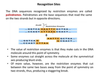Recognition Sites
The DNA sequences recognized by restriction enzymes are called
palindromes. Palindromes are the base sequences that read the same
on the two strands but in opposite directions.
• The value of restriction enzymes is that they make cuts in the DNA
molecule around this point of symmetry.
• Some enzymes cut straight across the molecule at the symmetrical
axis producing blunt ends.
• Of more value, however, are the restriction enzymes that cut
between the same two bases away from the point of symmetry on
two strands, thus, producing a staggering break.
 