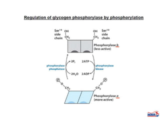 Enzymes & isoenzymes by Dr. Anurag Yadav