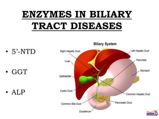 Enzymes & isoenzymes by Dr. Anurag Yadav