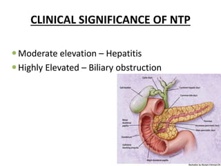 Enzymes & isoenzymes by Dr. Anurag Yadav