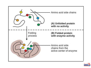 Enzymes & isoenzymes by Dr. Anurag Yadav
