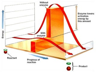 Enzymes & isoenzymes by Dr. Anurag Yadav