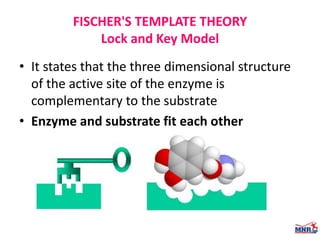 Enzymes & isoenzymes by Dr. Anurag Yadav