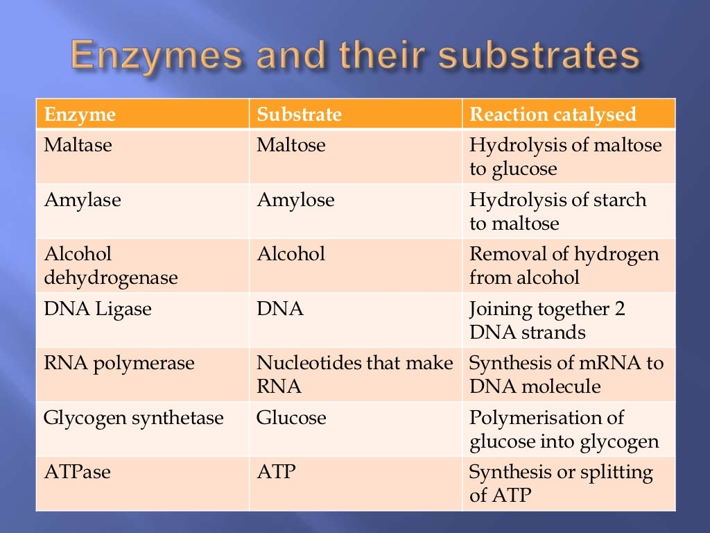 Enzymes and Nucleic acids recapAS Biology [JM]
