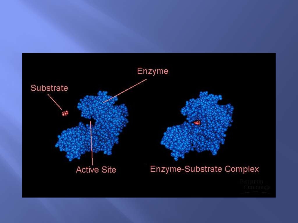 Enzymes and Nucleic acids recapAS Biology [JM]