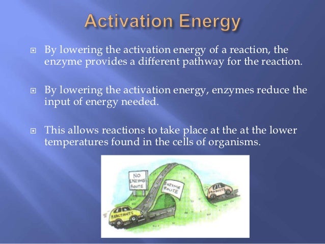 facts about nucleic acids