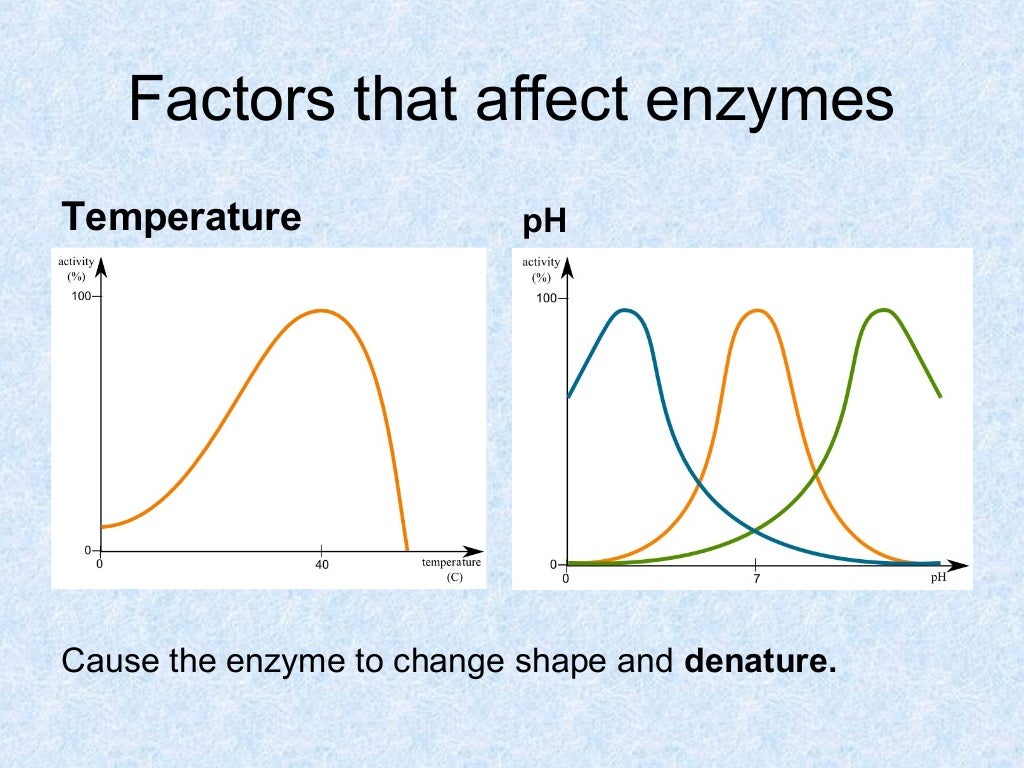 enzymes-lab
