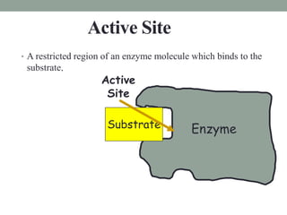 ENZYMES Lec.ppt
