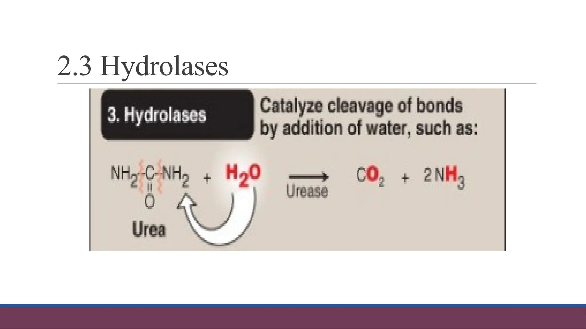 2.3 Hydrolases
 