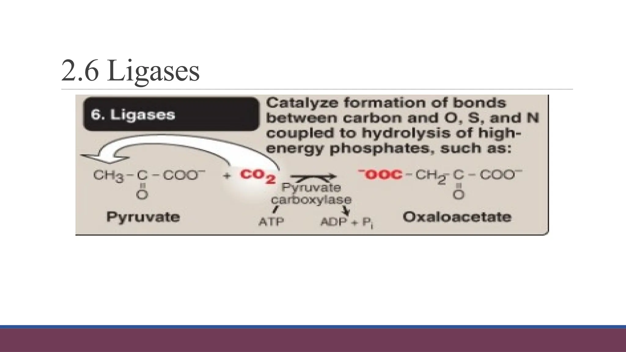 2.6 Ligases
 