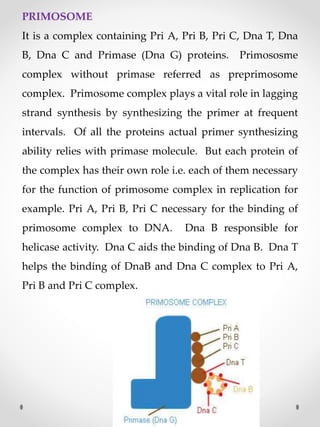 PRIMOSOME
It is a complex containing Pri A, Pri B, Pri C, Dna T, Dna
B, Dna C and Primase (Dna G) proteins. Primososme
complex without primase referred as preprimosome
complex. Primosome complex plays a vital role in lagging
strand synthesis by synthesizing the primer at frequent
intervals. Of all the proteins actual primer synthesizing
ability relies with primase molecule. But each protein of
the complex has their own role i.e. each of them necessary
for the function of primosome complex in replication for
example. Pri A, Pri B, Pri C necessary for the binding of
primosome complex to DNA. Dna B responsible for
helicase activity. Dna C aids the binding of Dna B. Dna T
helps the binding of DnaB and Dna C complex to Pri A,
Pri B and Pri C complex.
 