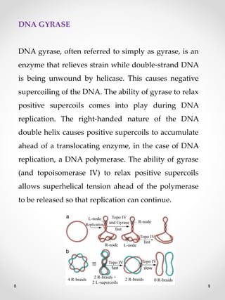 DNA GYRASE
DNA gyrase, often referred to simply as gyrase, is an
enzyme that relieves strain while double-strand DNA
is being unwound by helicase. This causes negative
supercoiling of the DNA. The ability of gyrase to relax
positive supercoils comes into play during DNA
replication. The right-handed nature of the DNA
double helix causes positive supercoils to accumulate
ahead of a translocating enzyme, in the case of DNA
replication, a DNA polymerase. The ability of gyrase
(and topoisomerase IV) to relax positive supercoils
allows superhelical tension ahead of the polymerase
to be released so that replication can continue.
 