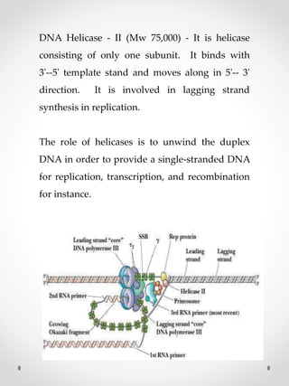 DNA Helicase - II (Mw 75,000) - It is helicase
consisting of only one subunit. It binds with
3'--5' template stand and moves along in 5'-- 3'
direction. It is involved in lagging strand
synthesis in replication.
The role of helicases is to unwind the duplex
DNA in order to provide a single-stranded DNA
for replication, transcription, and recombination
for instance.
 