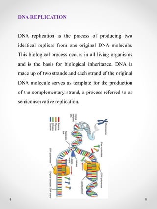 DNA REPLICATION
DNA replication is the process of producing two
identical replicas from one original DNA molecule.
This biological process occurs in all living organisms
and is the basis for biological inheritance. DNA is
made up of two strands and each strand of the original
DNA molecule serves as template for the production
of the complementary strand, a process referred to as
semiconservative replication.
 